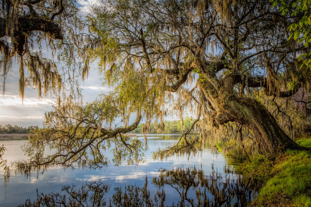 Magnolia Reflection