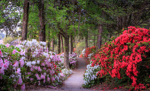 Azalea Walkway I