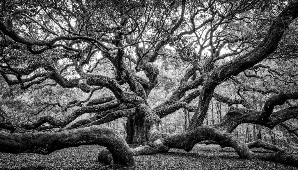 The Angel Oak B&W