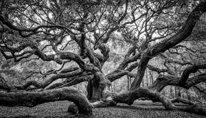 The Angel Oak B&W
