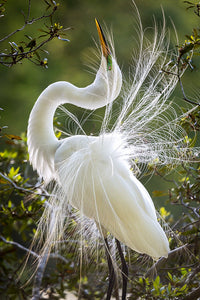 The Dancing Egret