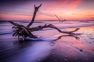 Driftwood Dawn