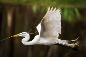 The Flight of the Egret