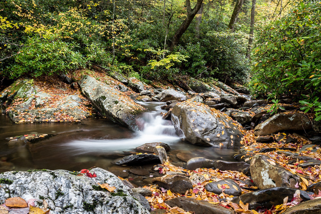 Fall in the Smokies