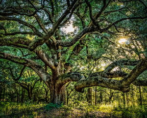 Keebler Tree