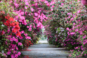 Azalea Walkway II