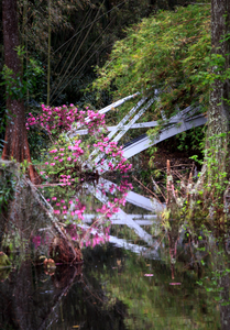 The Magnolia Bridge IV