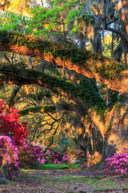 Golden Hour Live oaks