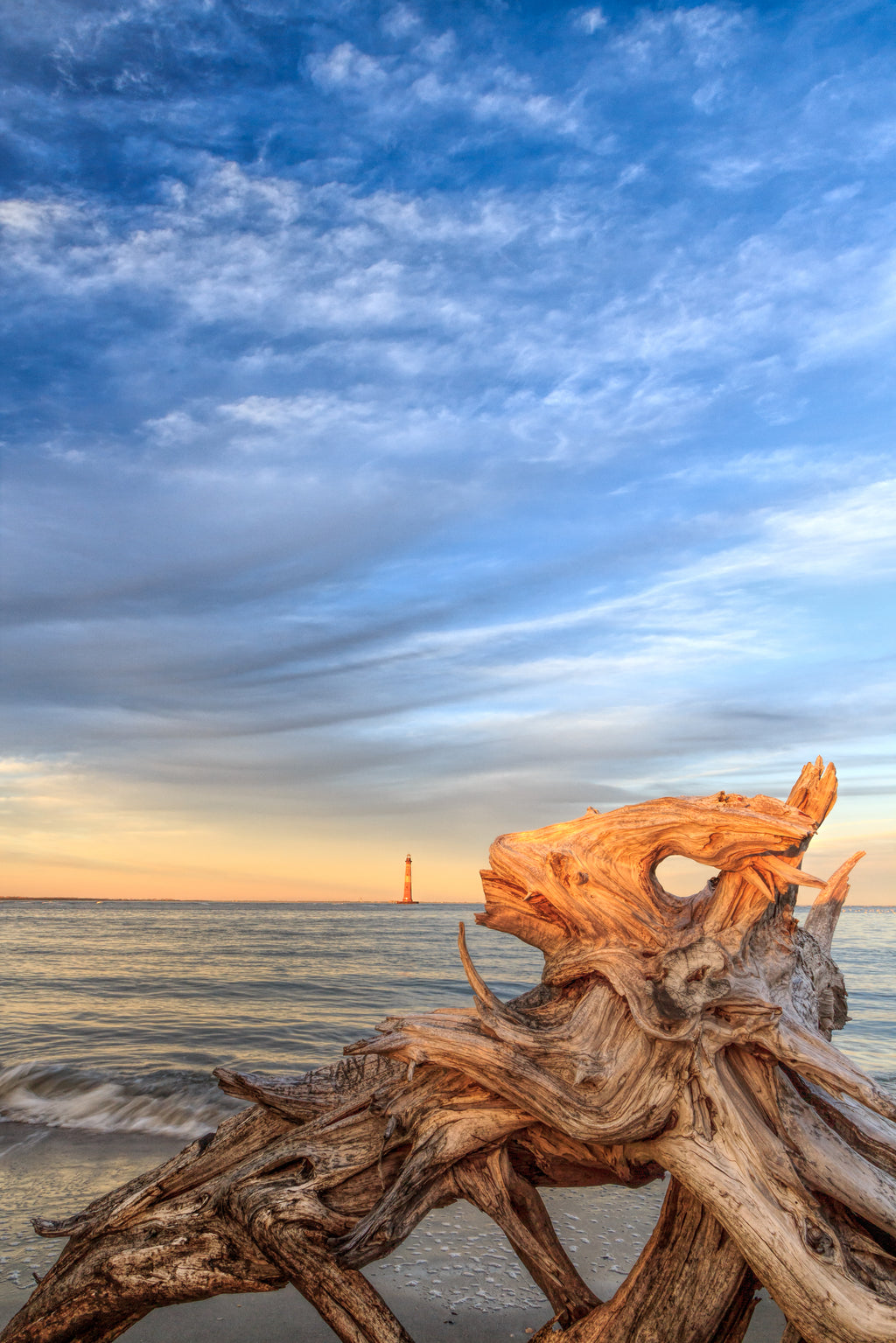 Cow Head Driftwood