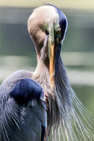 The Great Blue Heron