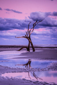 Cotton Candy Driftwood II