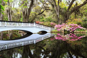 Magnolia Bridge III