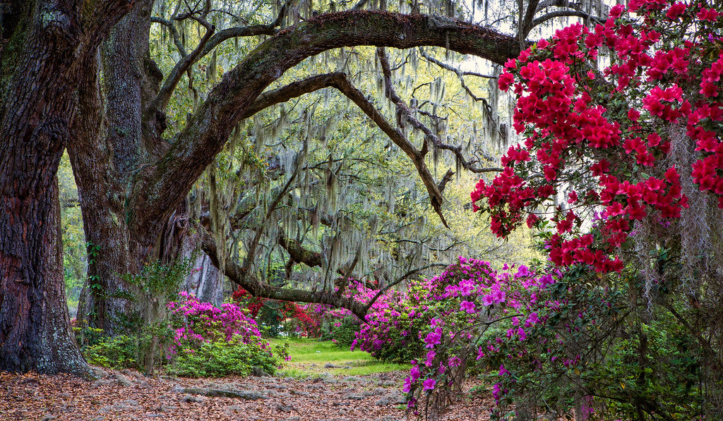 Magnolia Plantation Gardens Azaleas