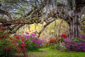 Magnolia Plantation Gardens in Spring