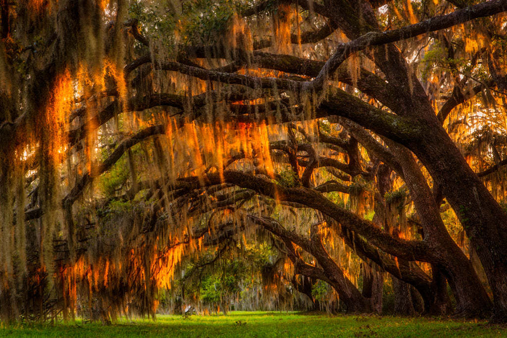 Tomotely Plantation I