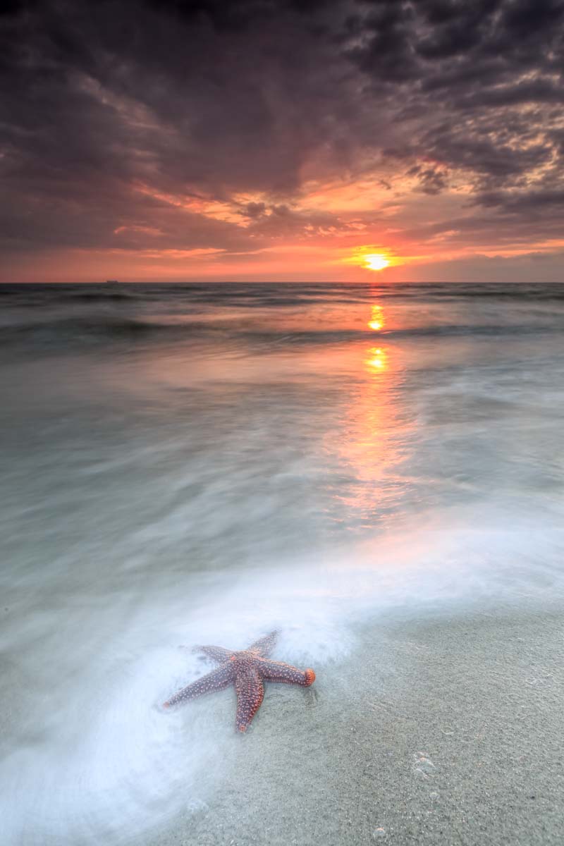 Star Fish Sunrise II