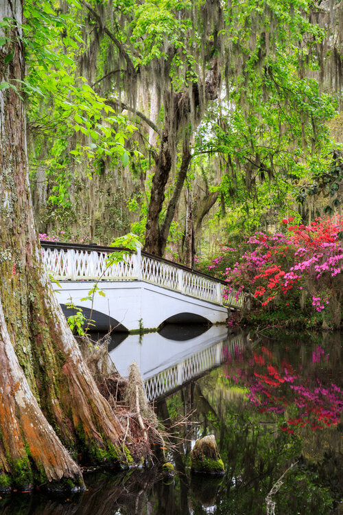 The Magnolia Bridge I