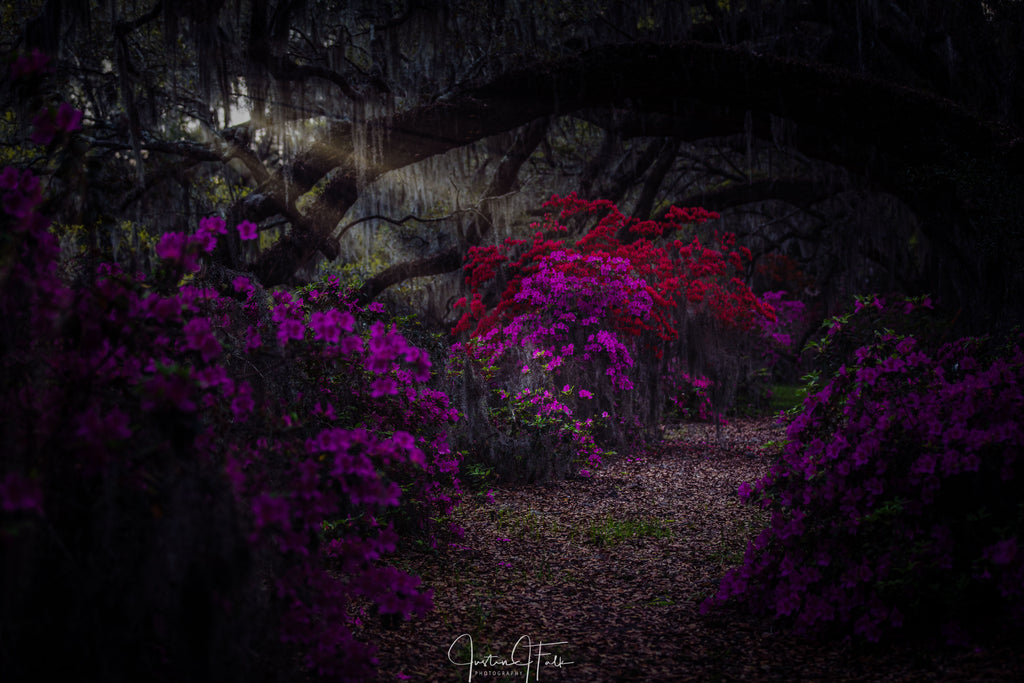 Eerie Azaleas