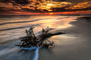 Orange Driftwood