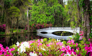 Magnolia Bridge II