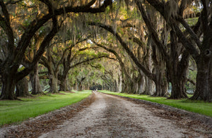 Tomotely Plantation II