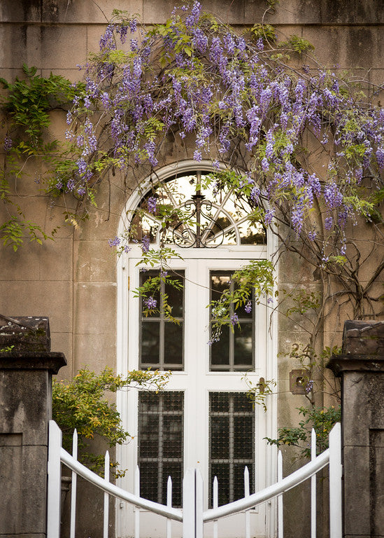 Wisteria at Meeting