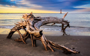 Yellow Driftwood