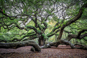 Angel Oak Tree